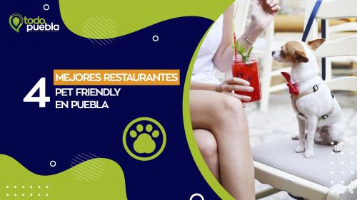 TP - 4 restaurantes Pet Friendly en Puebla para disfrutar con tu mascota -  Puebla Blog en Puebla 