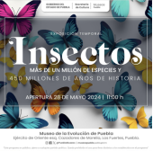 Insectos - Exposición Temporal