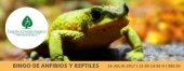Bingo de Anfibios y Reptiles - Taller