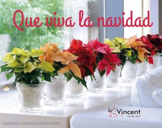 Vincent Boutique Floral
Decora tu cena de #Navidad con estos increíbles noche buenas y demás detall...