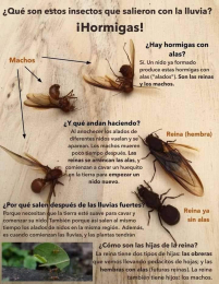 Fumiga Control de Bichos y Desinfección - Puebla