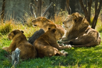 TP: Fotos de: ¡Conoce el nuevo sendero de leones! – Africam Safari - Puebla  – 